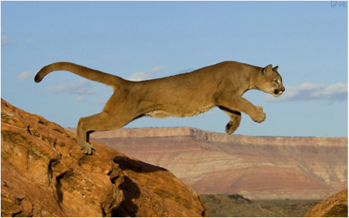 Animals - Monument Valley