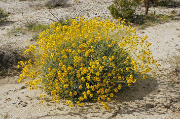 plants monument valley brittlebush weebly